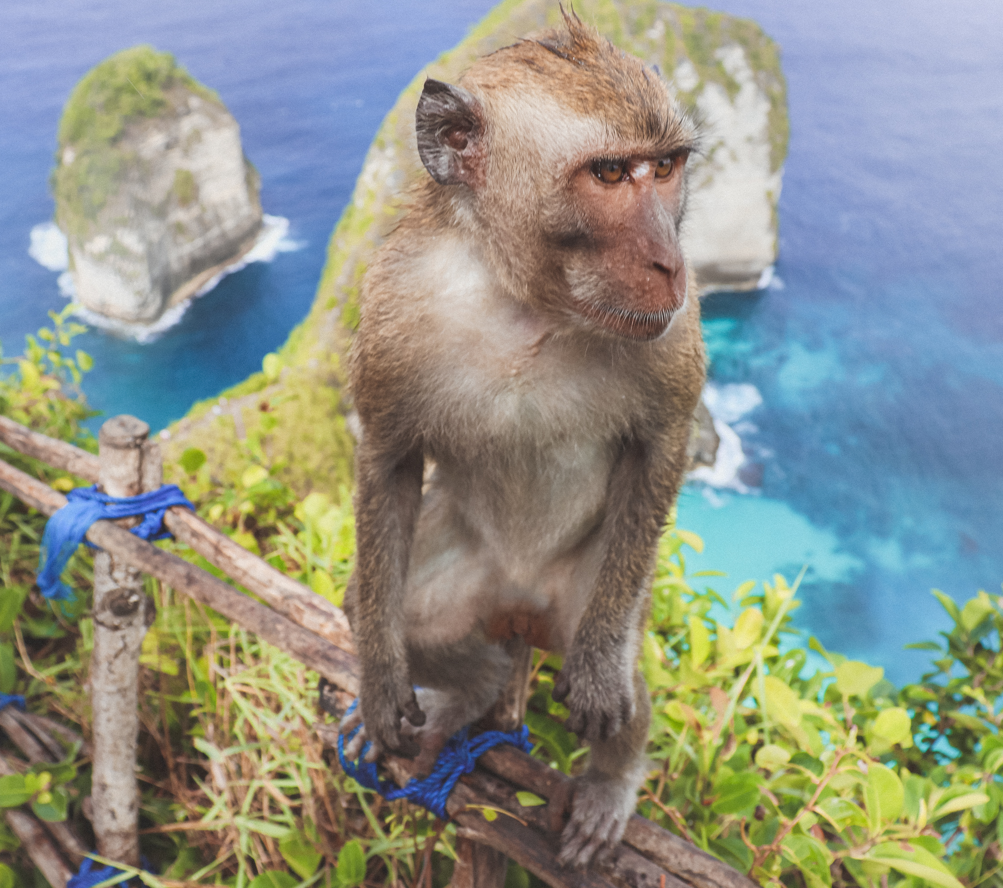 Nusa Penida_Monkey