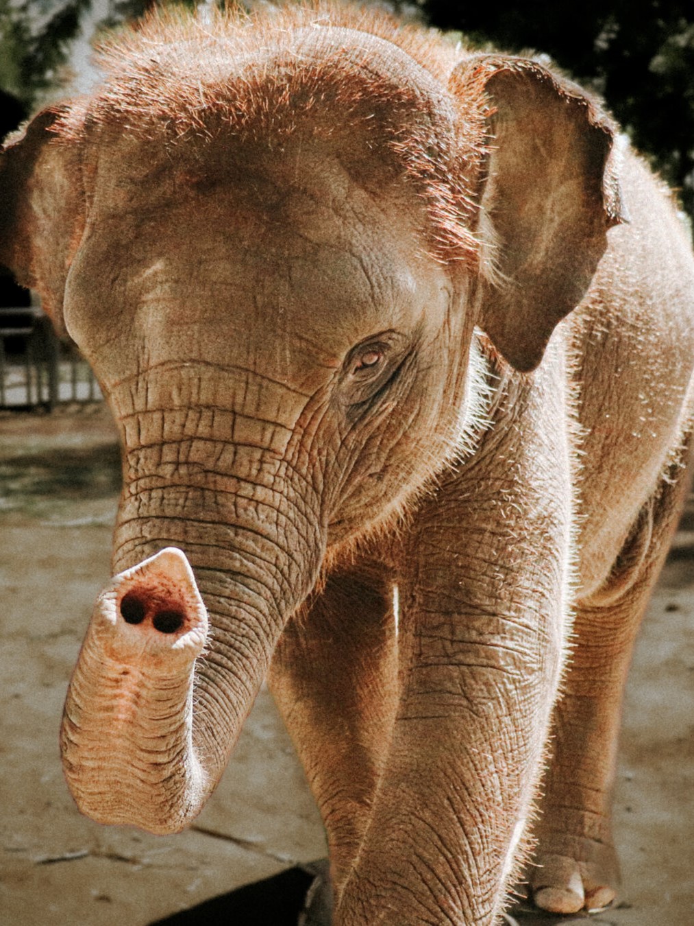 Bali_Elephant resize